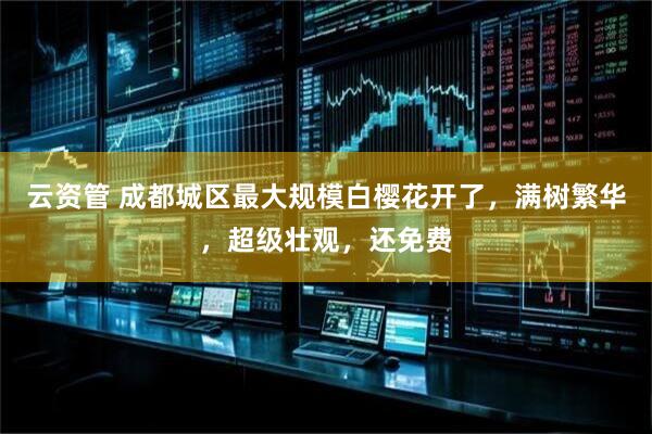 云资管 成都城区最大规模白樱花开了，满树繁华，超级壮观，还免费